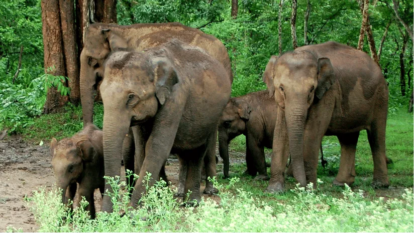 Rhino & Elephant Safari